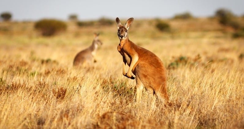 Australia National Animal