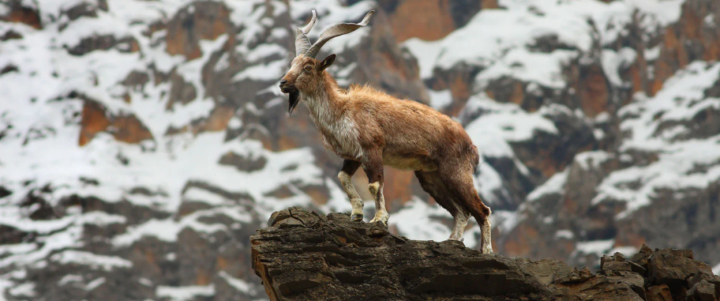 Pakistan National Animal