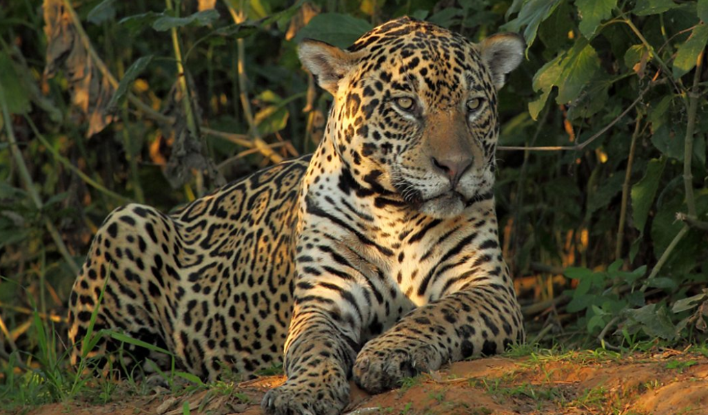 Brazil National Animal: Jaguar