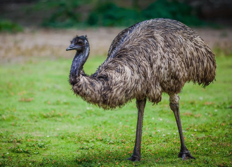 Australia National Bird- Emu
