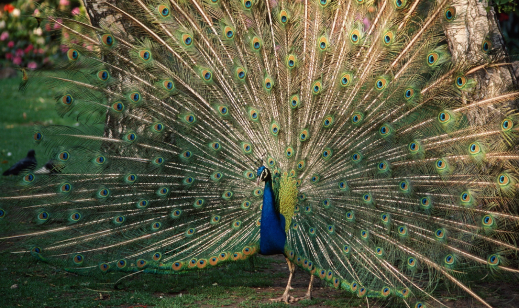 India National Bird