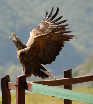 Germany National Bird