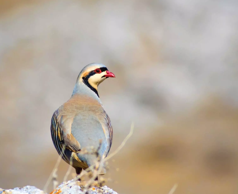 Pakistan National Bird