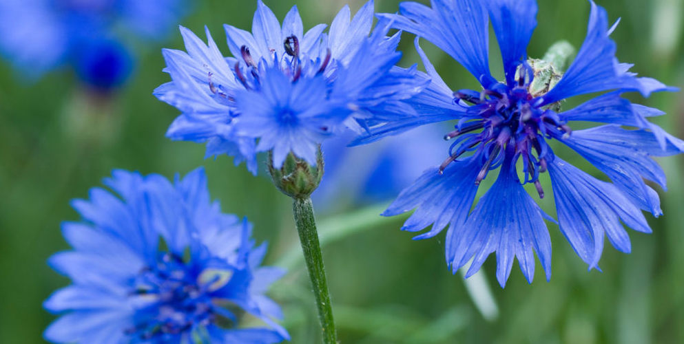 Germany National Flower