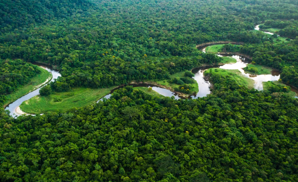 Brazil National Forest