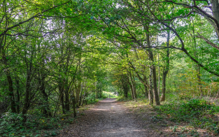 United Kingdom National Forest