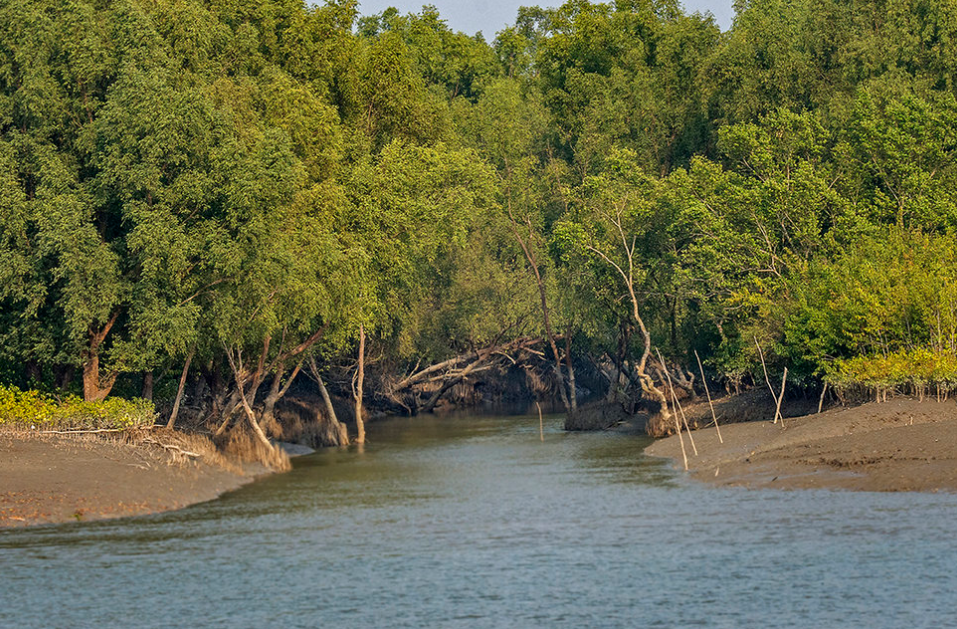 India National Forest