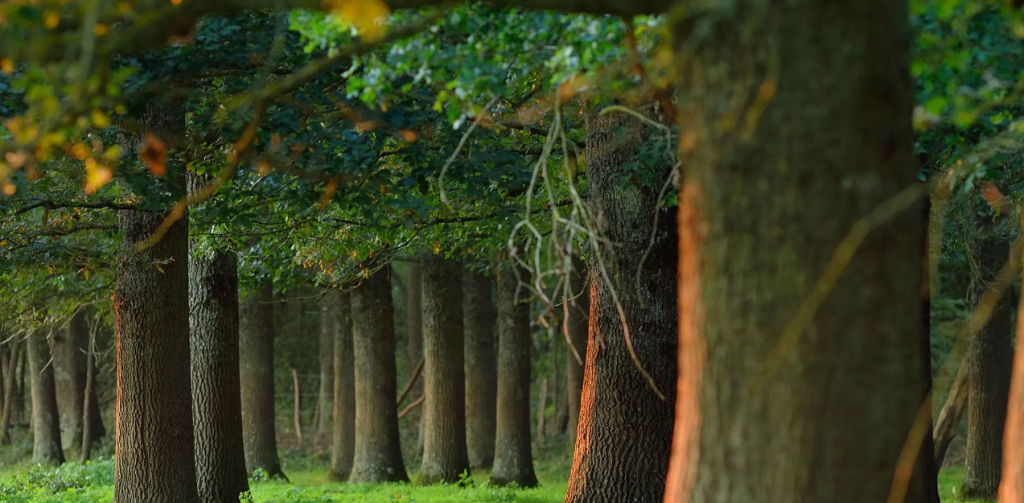 France National Forest