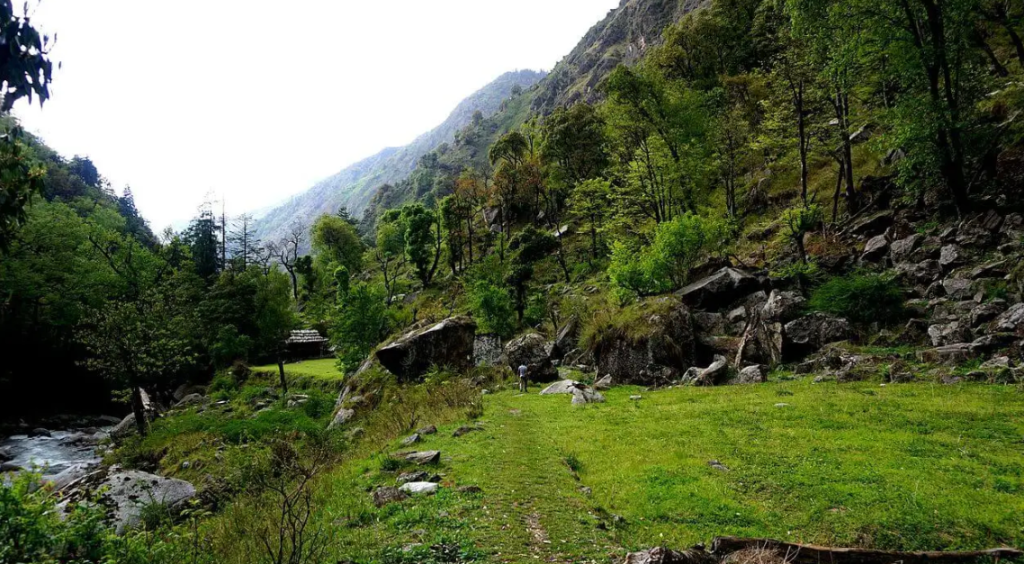 Pakistan National Forest