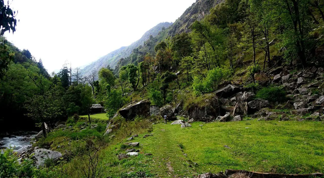 Pakistan National Forest – A Guide to Himalaya National Park - National ...