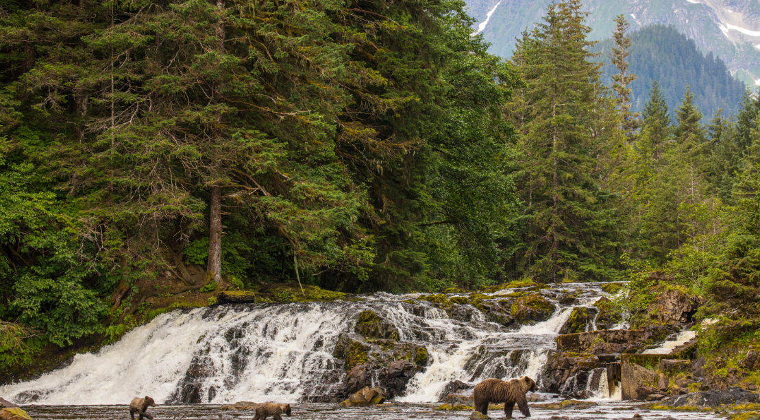 United States of America National Forest