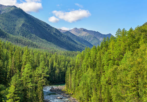 Russia National Forest