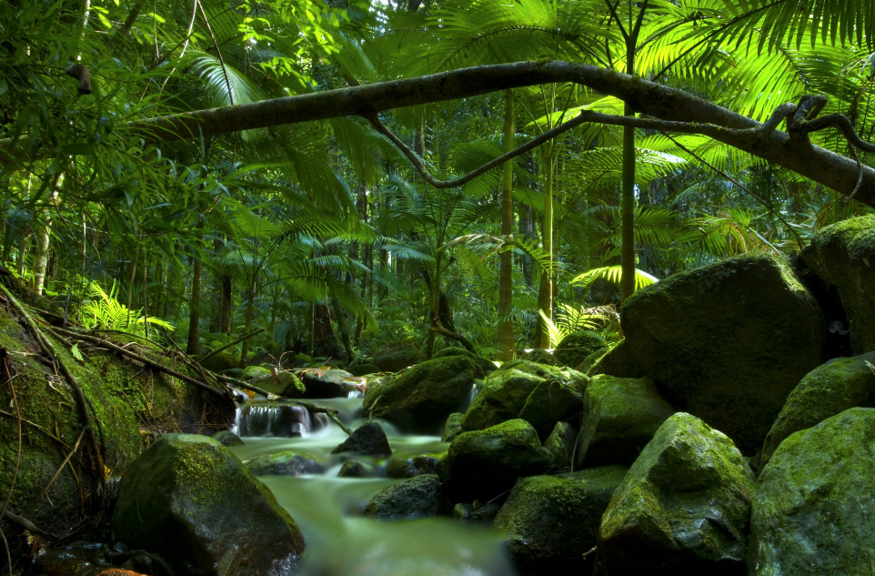 Australia National Forest