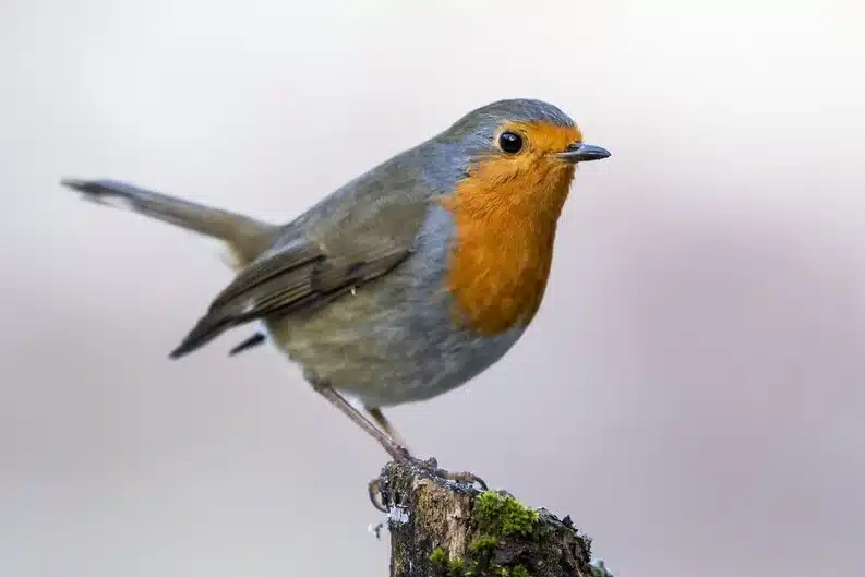 United Kingdom National Bird