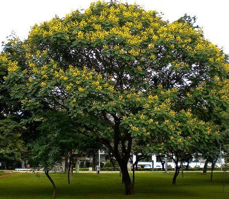 Brazil National Tree