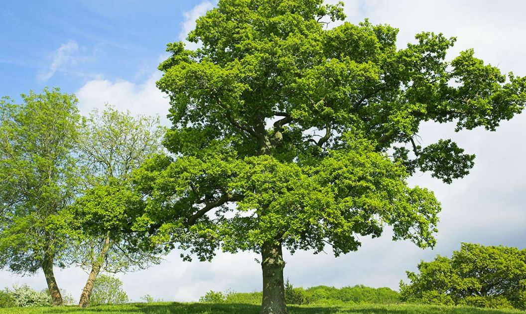 United Kingdom National Tree