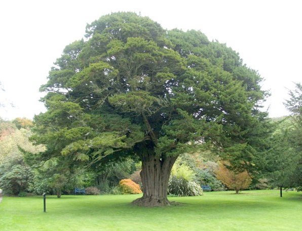 France National Tree