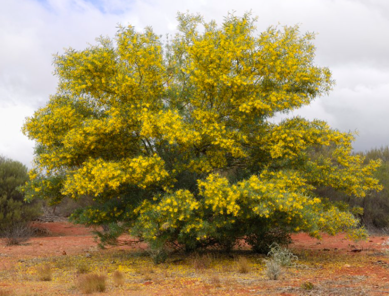 Australia National Tree