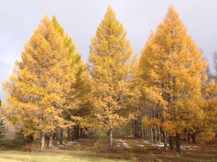 Russia National Tree