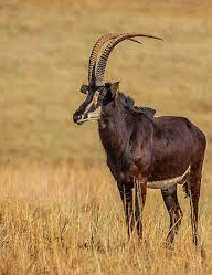 The Giant Sable Antelope: Angola National Animal