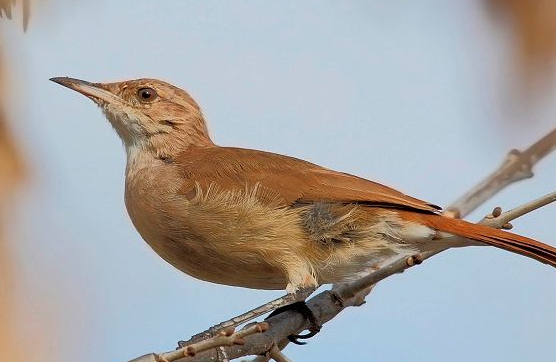 Argentina National Animal