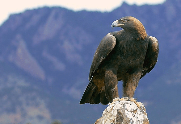 Albania National Bird