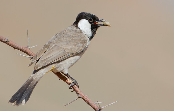 Bahrain National Bird