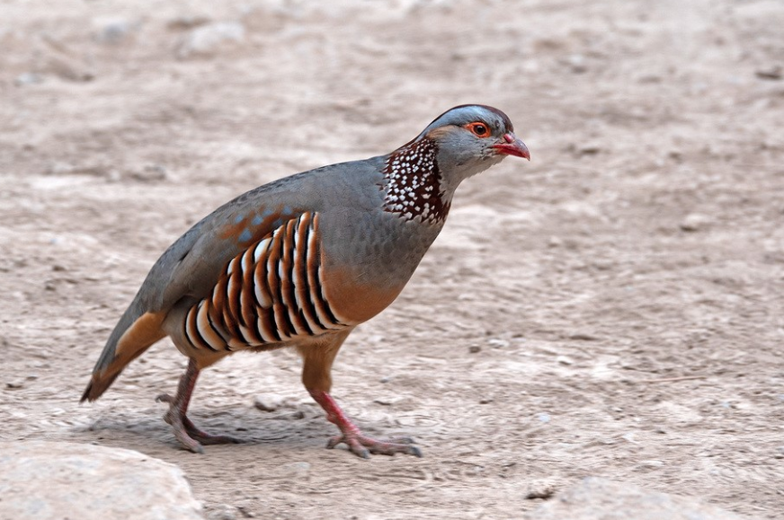 Algeria National Bird