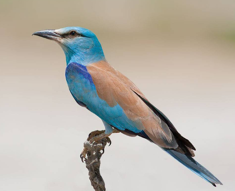 Azerbaijan National Bird