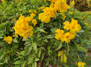 Bahamas National Flower: The Yellow Elder