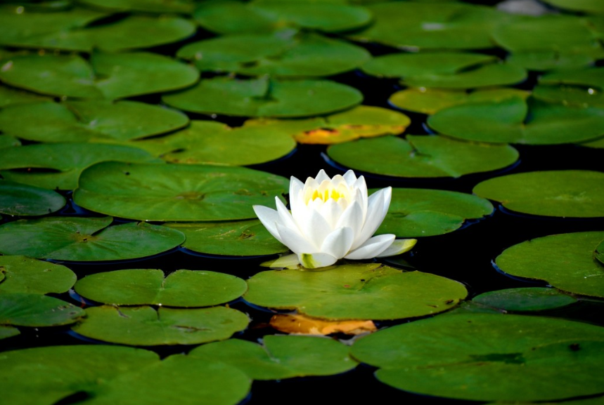 Bangladesh National Flower