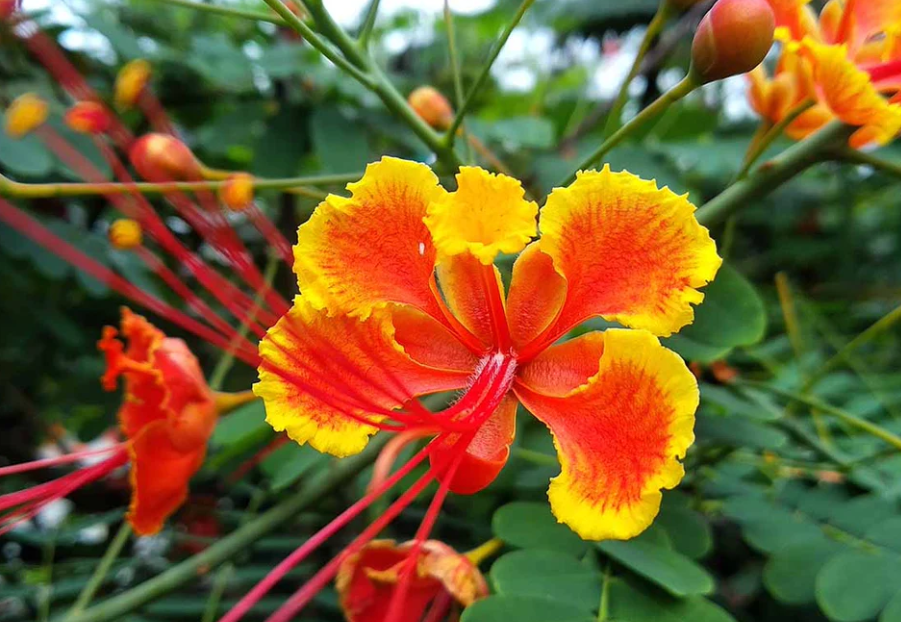 Barbados National Flower