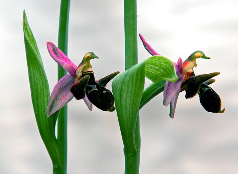 Azerbaijan National Flower