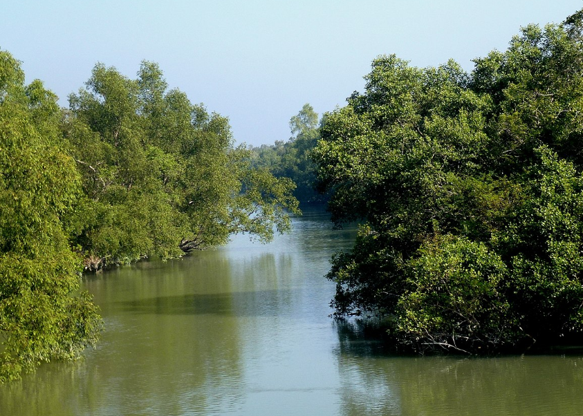 Bangladesh National Forest