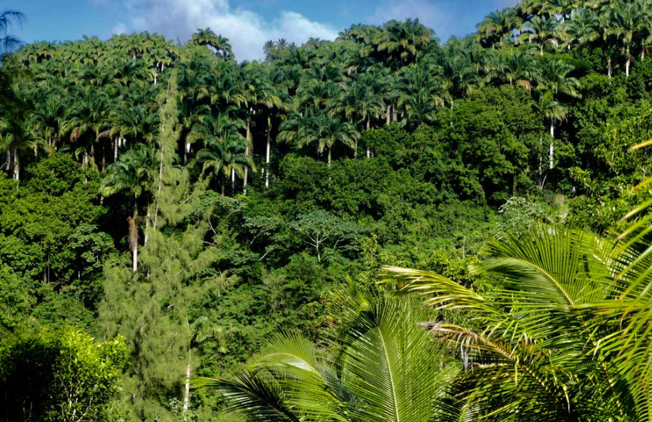 Barbados National Forest