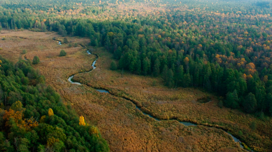 Belarus National Forest