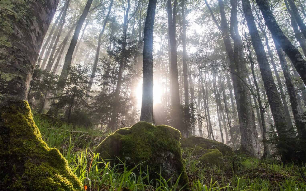 Albania National Forest