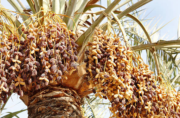 Bahrain National Fruit