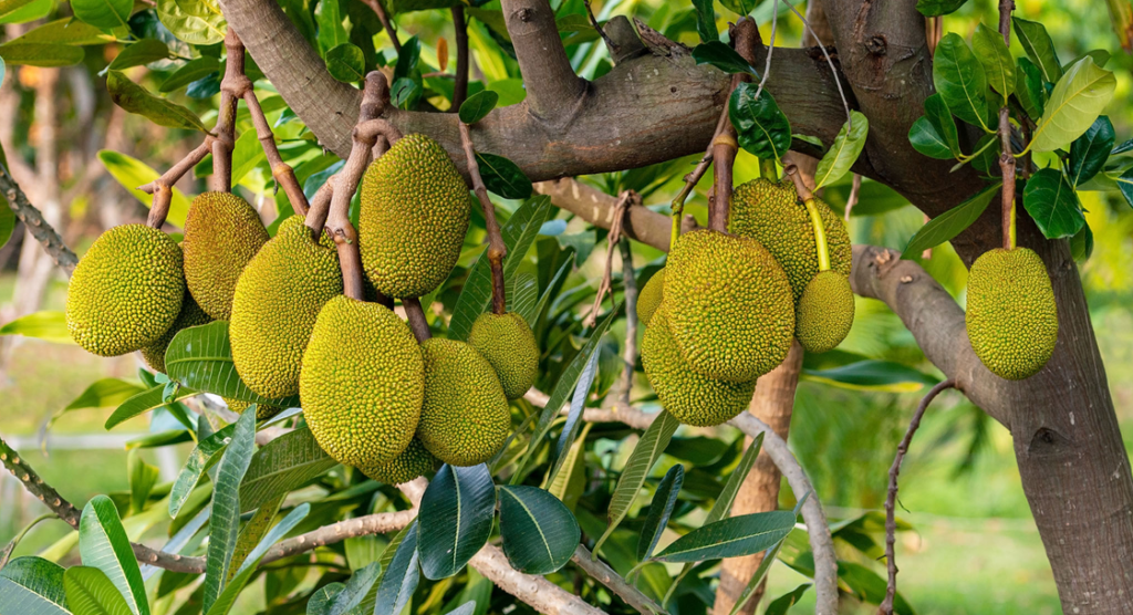 Bangladesh National Fruit