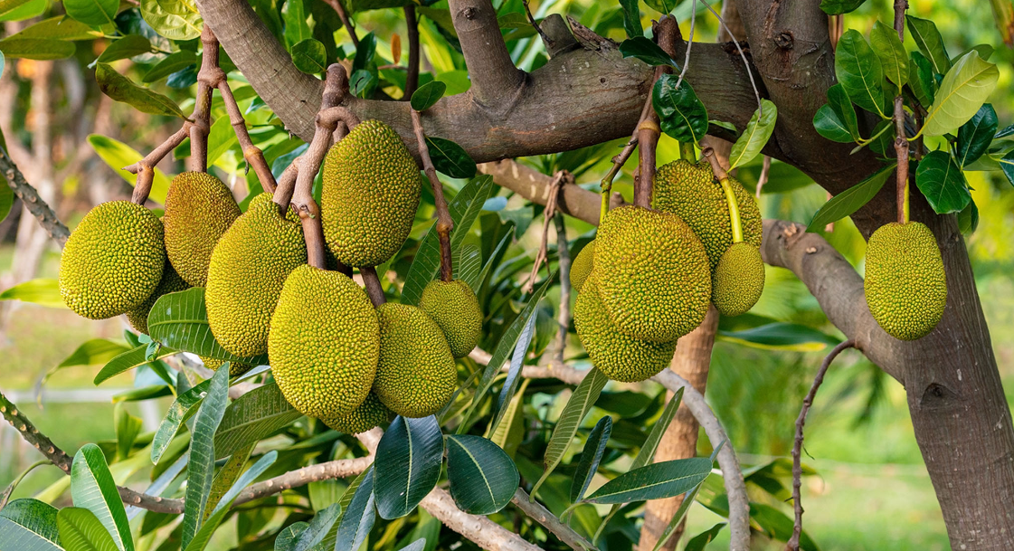 Bangladesh National Fruit