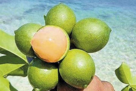 Barbados National Fruit