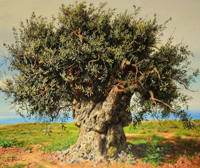 Albania National Tree