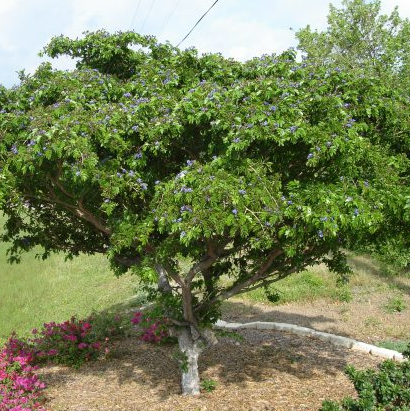 Bahamas National Tree