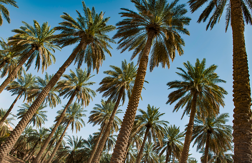 Bahrain National Tree