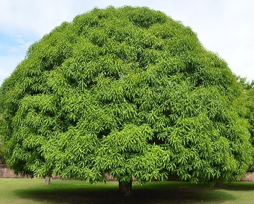 Bangladesh National Tree