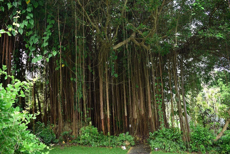 Barbados National Tree