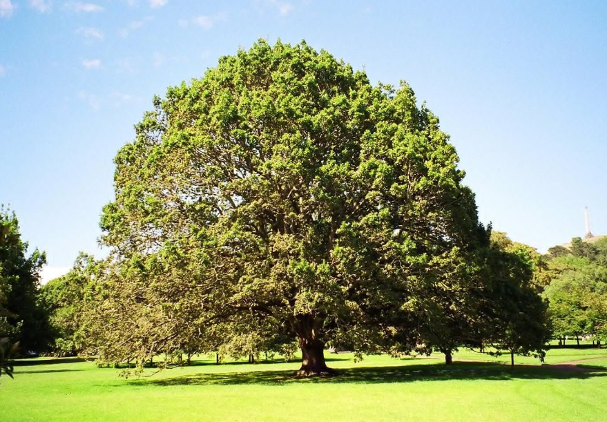 Algeria National Tree