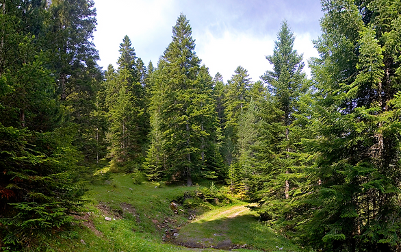 Andorra National Tree
