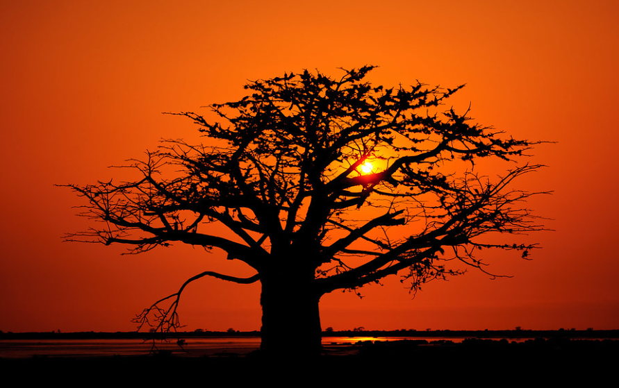 Angola National Tree