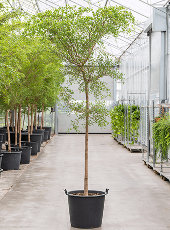 Antigua and Barbuda National Tree